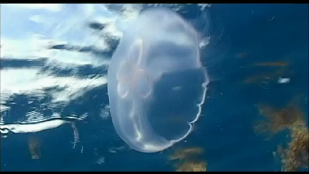 オープン・ウォーターの画像