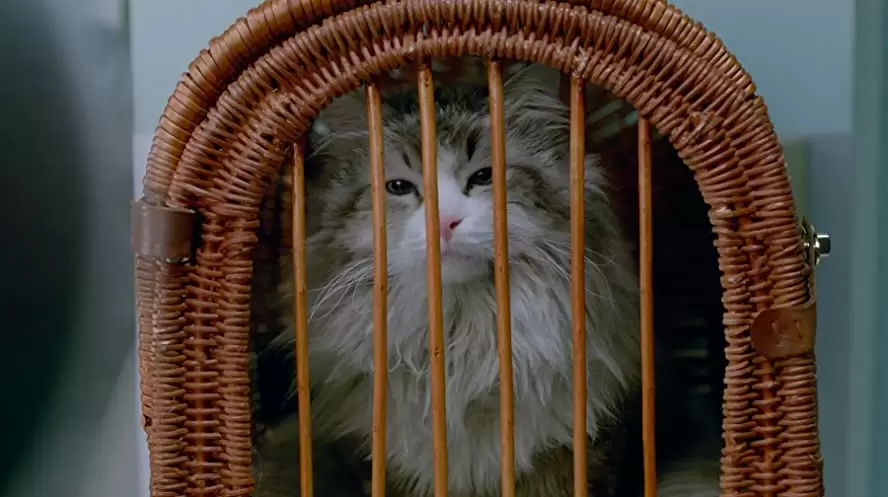 メン・イン・キャットの画像