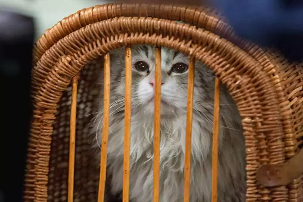 メン・イン・キャットの画像