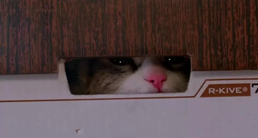 メン・イン・キャットの画像