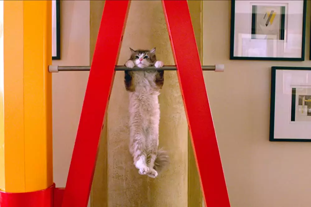 メン・イン・キャットの画像