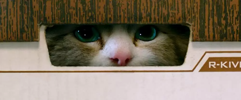 メン・イン・キャットの画像