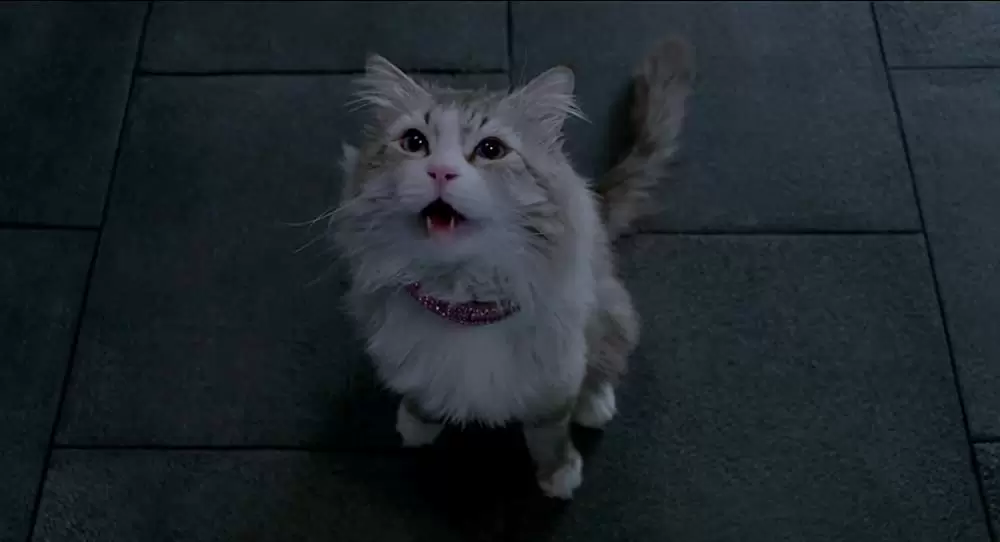 メン・イン・キャットの画像