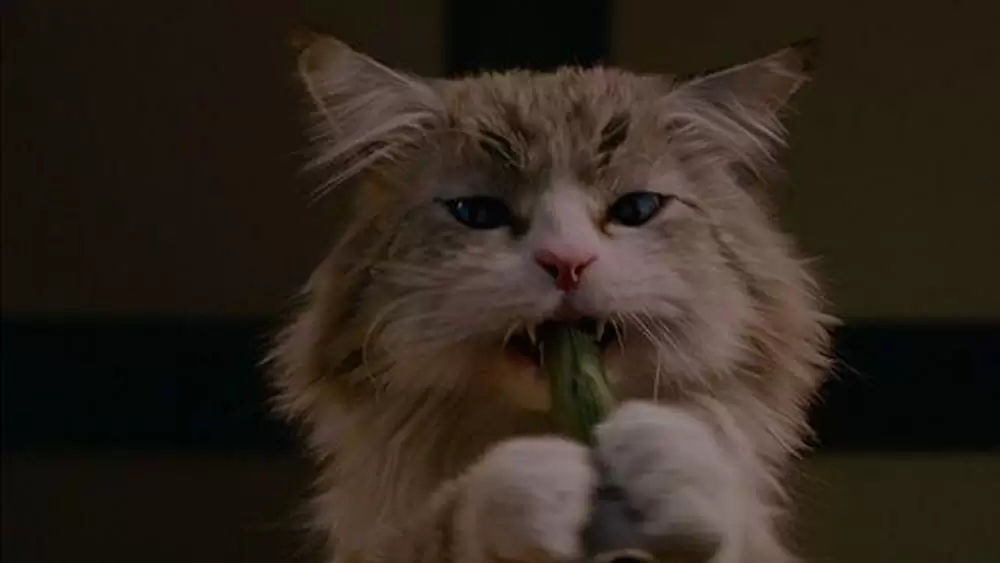 メン・イン・キャットの画像