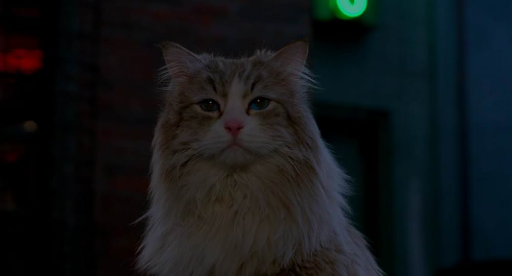 メン・イン・キャットの画像