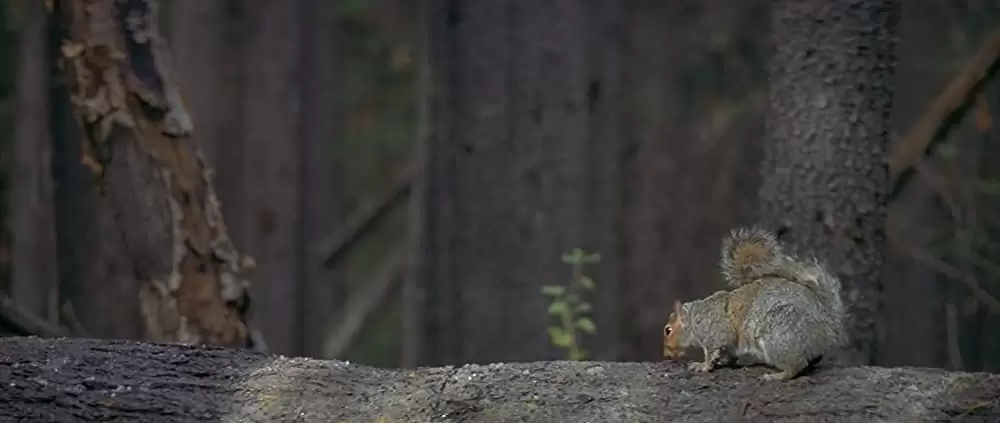 ザ・ワイルドの画像