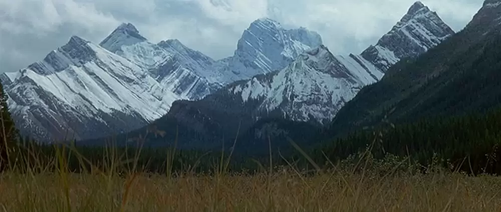 ザ・ワイルドの画像