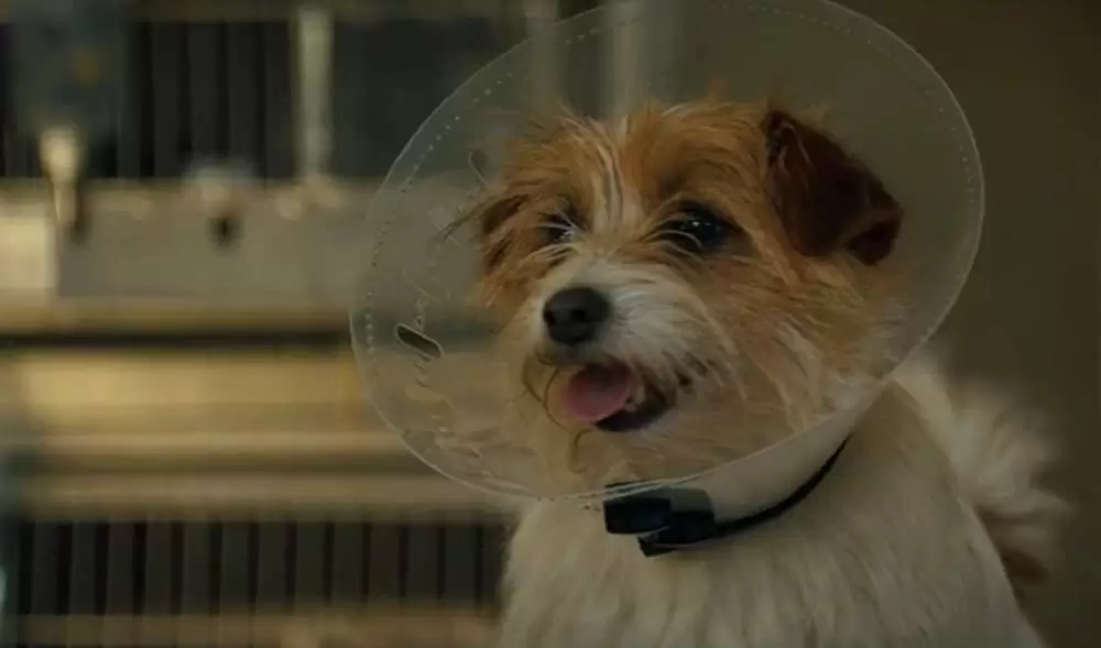 ストゥーバーの画像