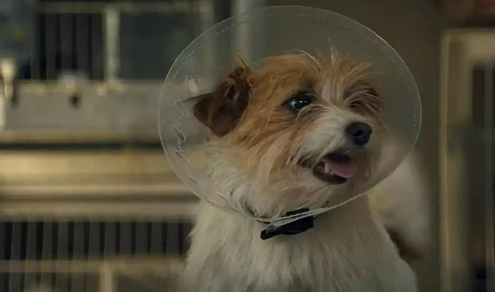 ストゥーバーの画像