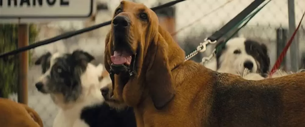 ストゥーバーの画像