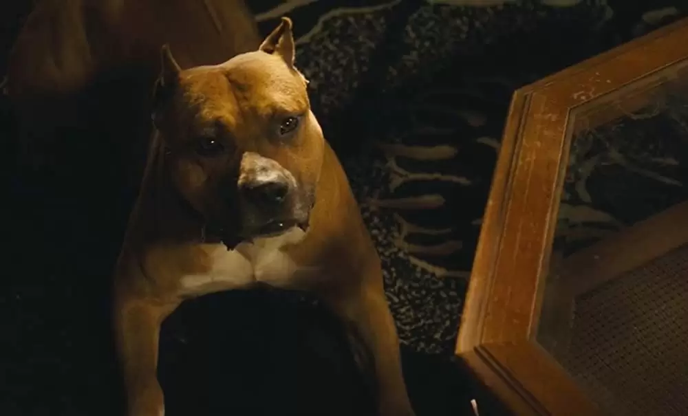 ストゥーバーの画像