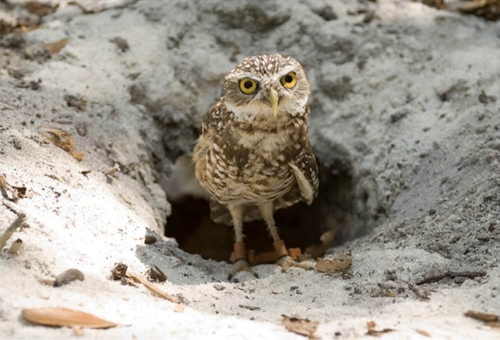 Hoot（原題）の画像