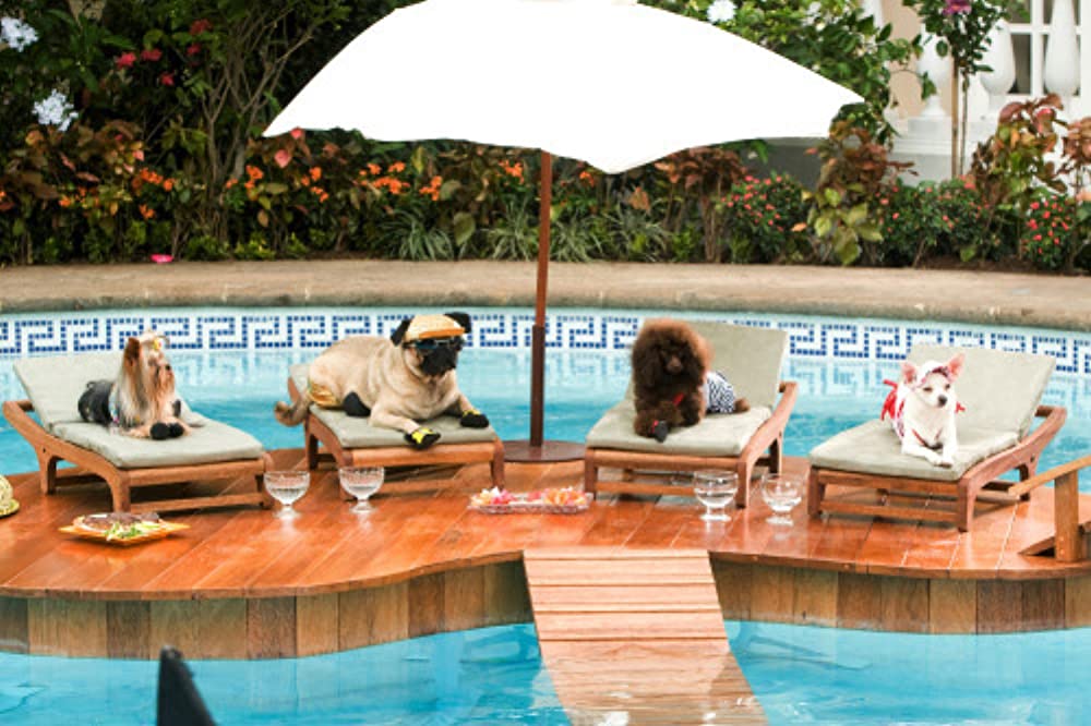 ビバリーヒルズ・チワワの画像