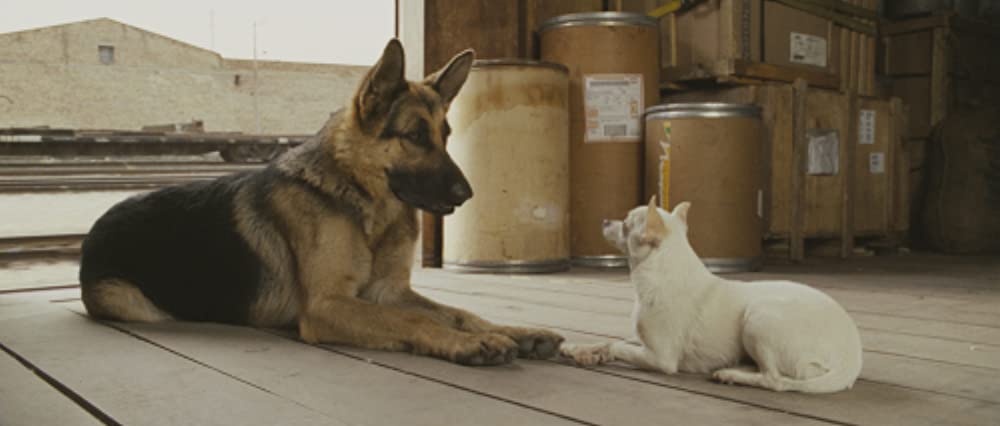 ビバリーヒルズ・チワワの画像