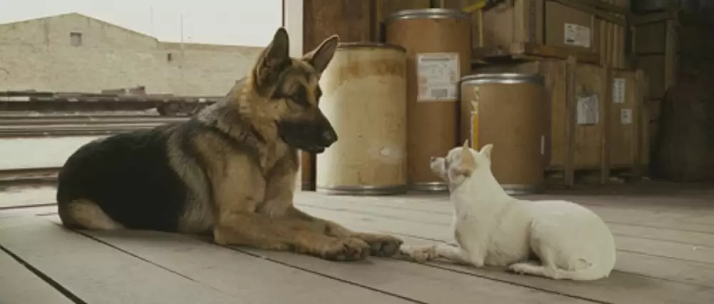 「ビバリーヒルズ・チワワ」ドリュー・バリモア & アンディ・ガルシアの画像