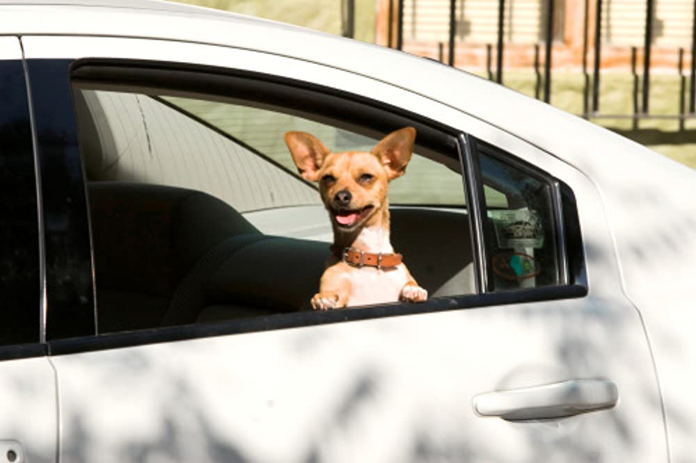 ビバリーヒルズ・チワワの画像