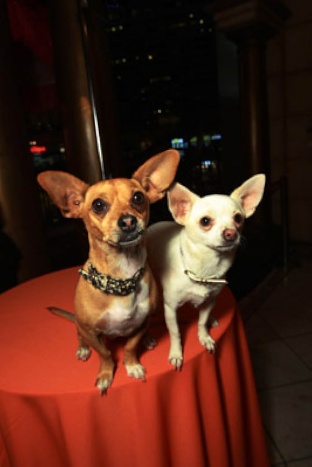 ビバリーヒルズ・チワワの画像