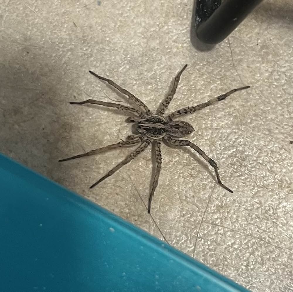 スパイダー パニック！の画像