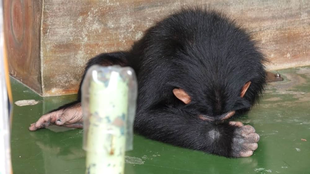 Mondo Siam（原題）の画像