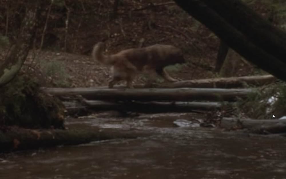 ザ・サバイバルの画像