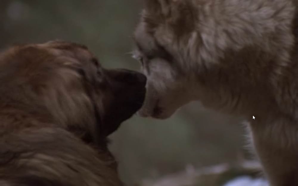 ザ・サバイバルの画像