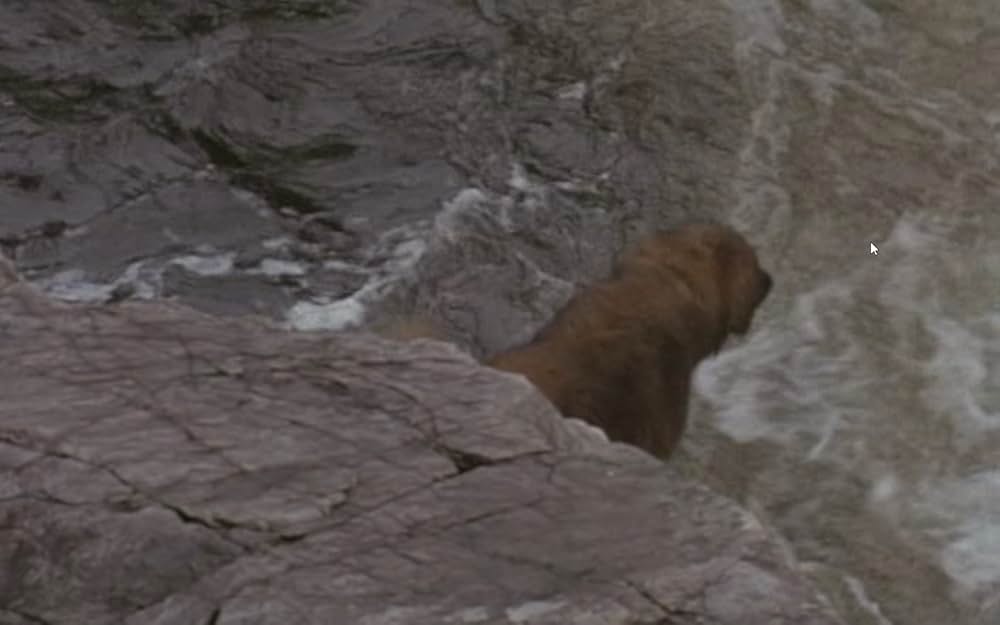 ザ・サバイバルの画像