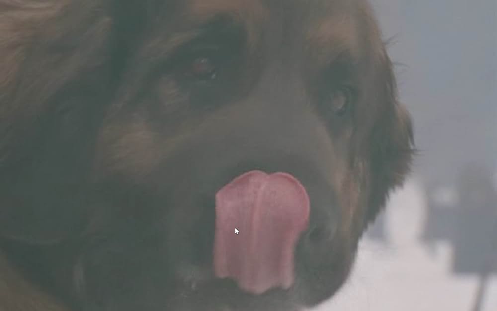 ザ・サバイバルの画像