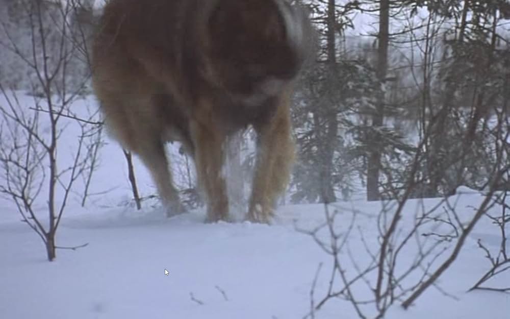 ザ・サバイバルの画像