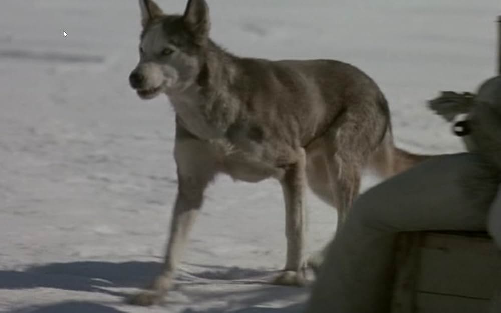 ザ・サバイバルの画像