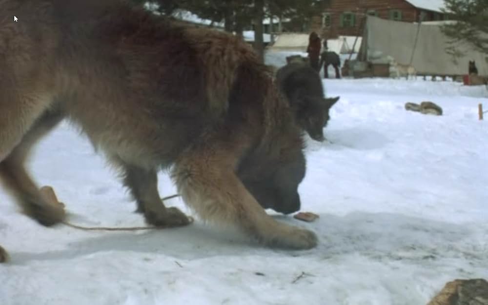 ザ・サバイバルの画像