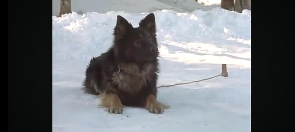 ザ・サバイバルの画像