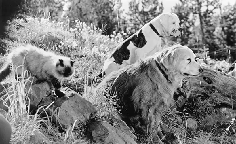 奇跡の旅の画像