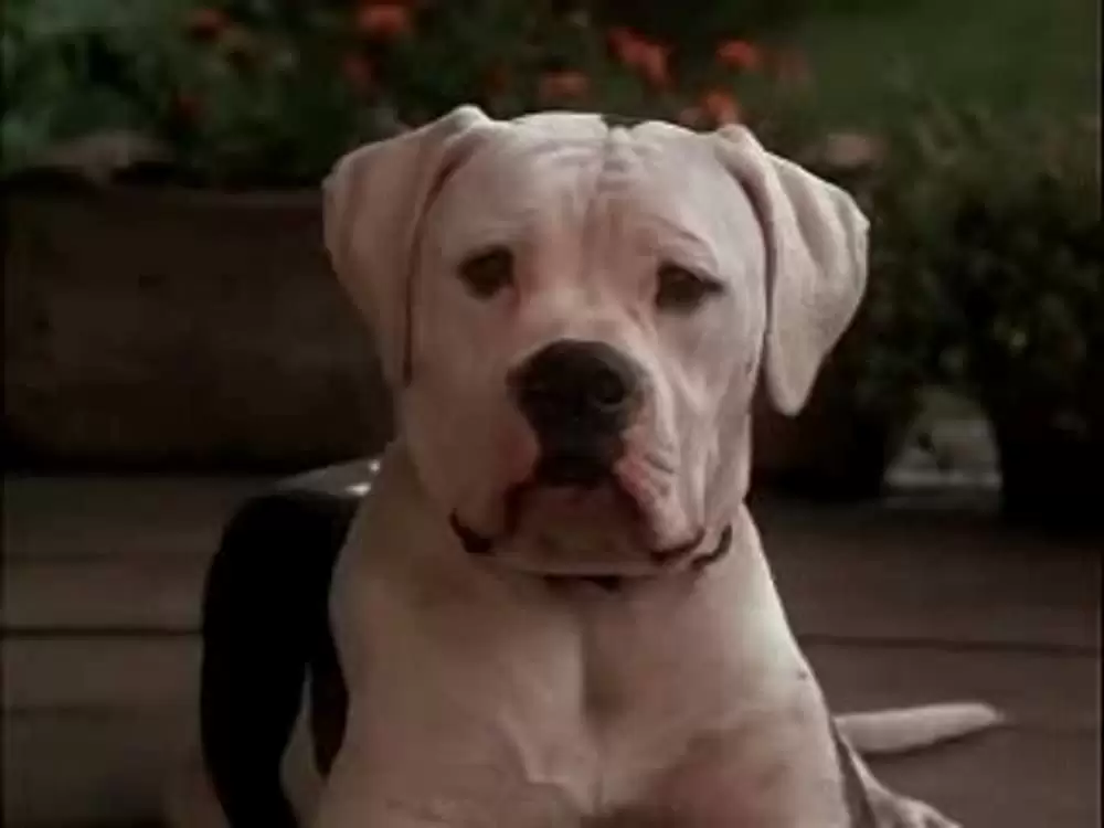 奇跡の旅の画像