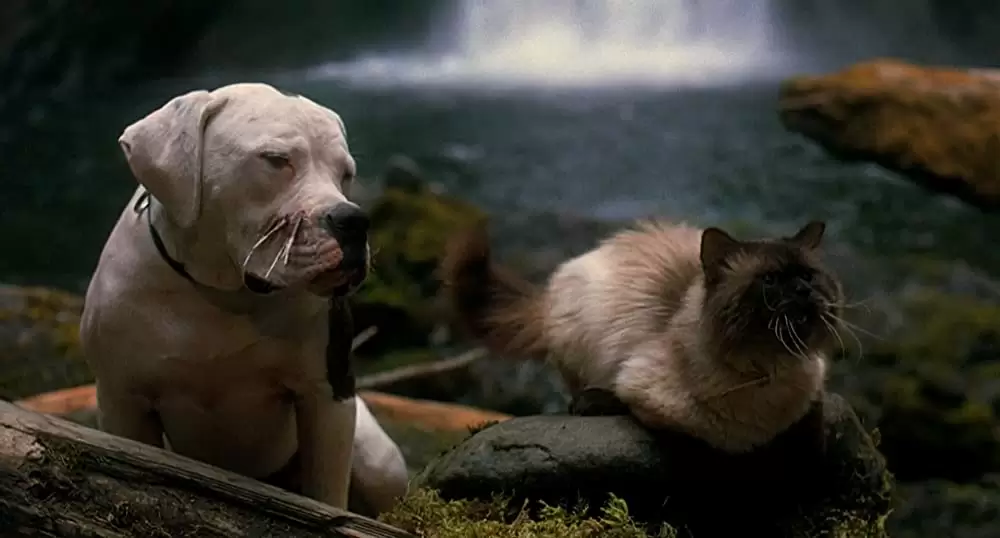 奇跡の旅の画像