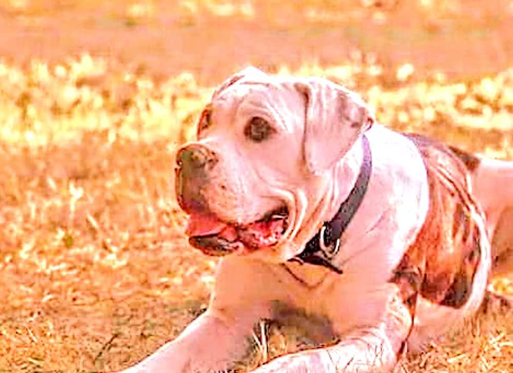 奇跡の旅の画像