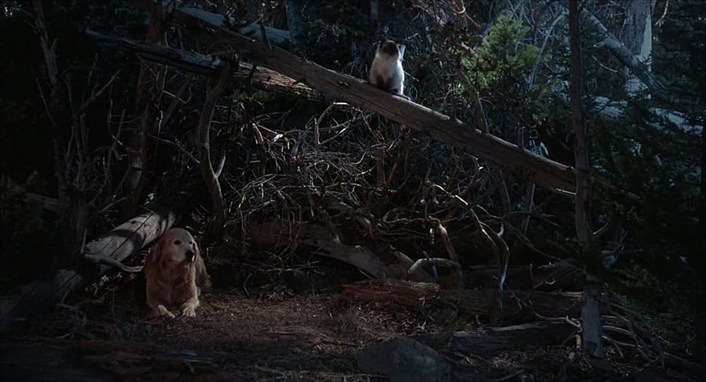 奇跡の旅の画像