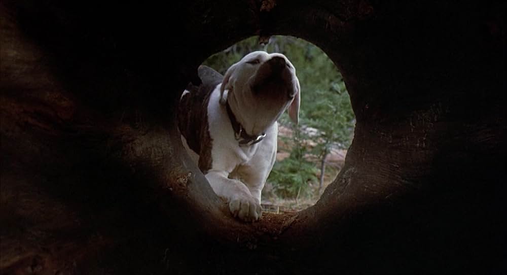 奇跡の旅の画像