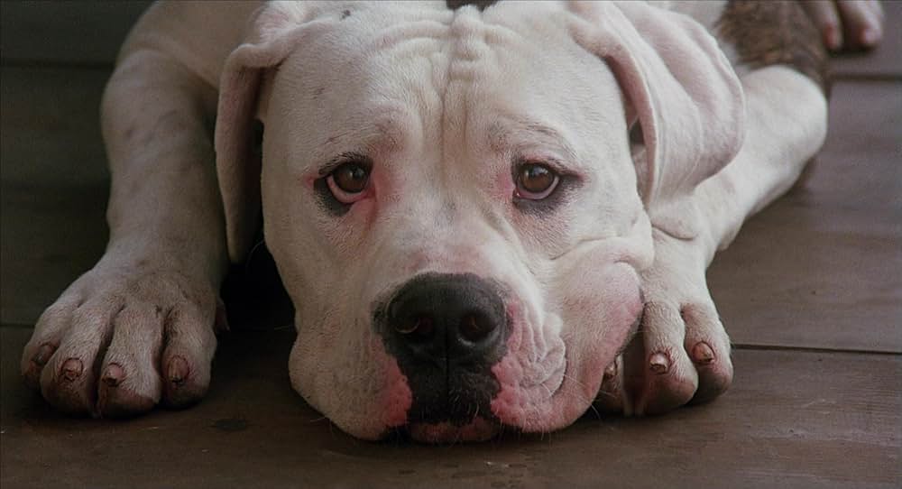 奇跡の旅の画像