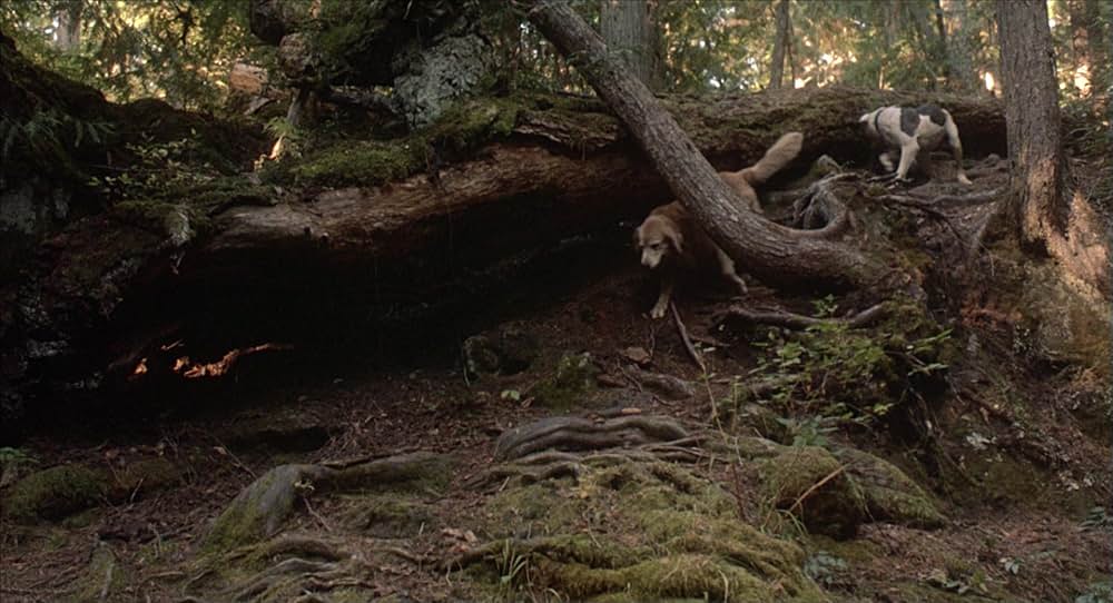 奇跡の旅の画像