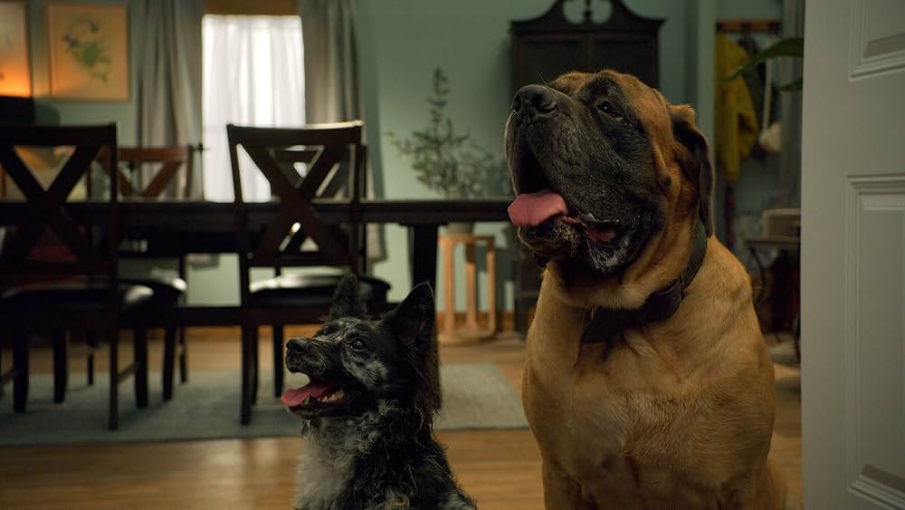 Match Me If You Can（原題）の画像