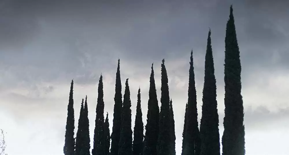 パロアルト・ストーリーの画像