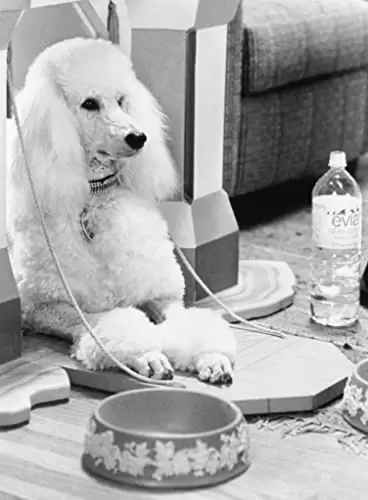 ベイビー・トーク 3 ワンダフルファミリーの画像