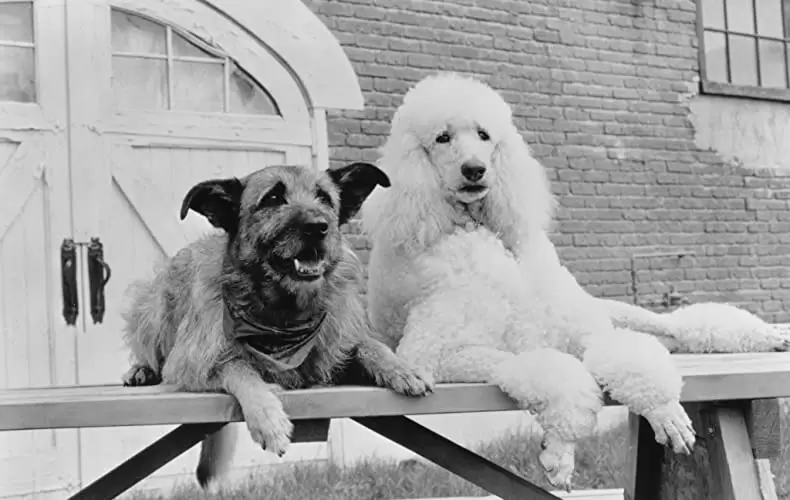 ベイビー・トーク 3 ワンダフルファミリーの画像