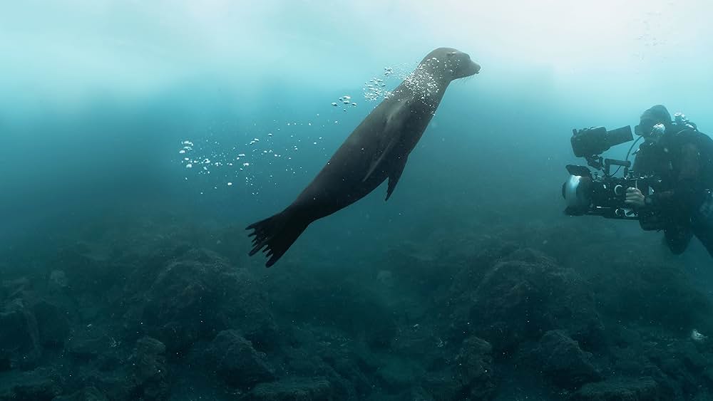 メイキング映像 ～ガラパゴス諸島のアシカたち～の写真