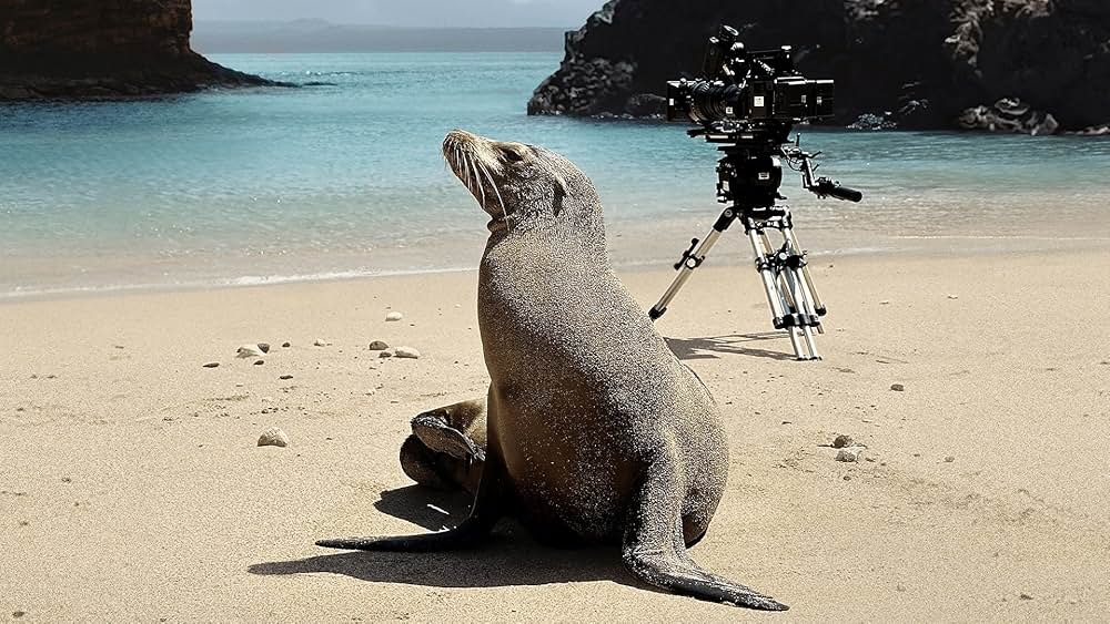 メイキング映像 ～ガラパゴス諸島のアシカたち～の画像