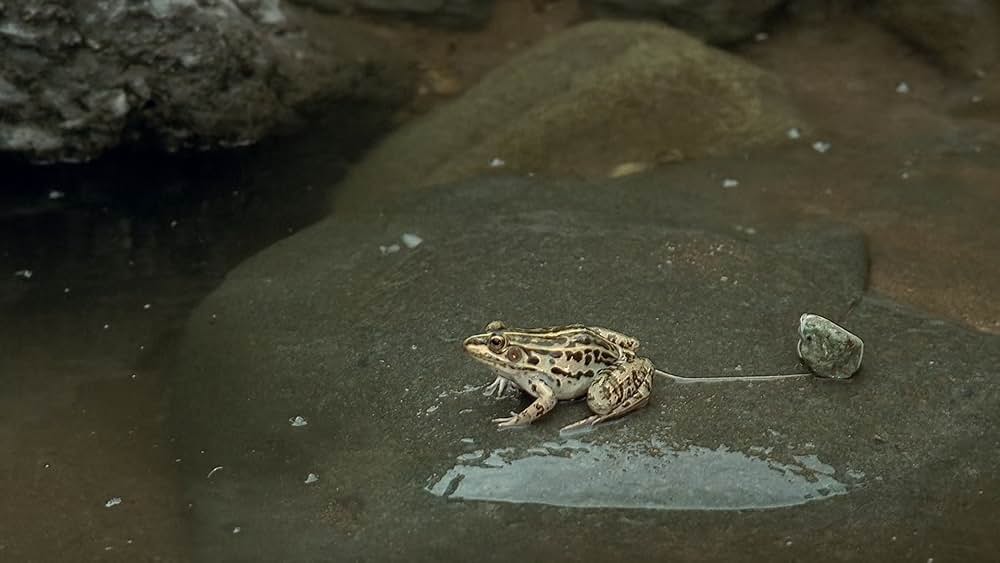 春夏秋冬そして春の画像