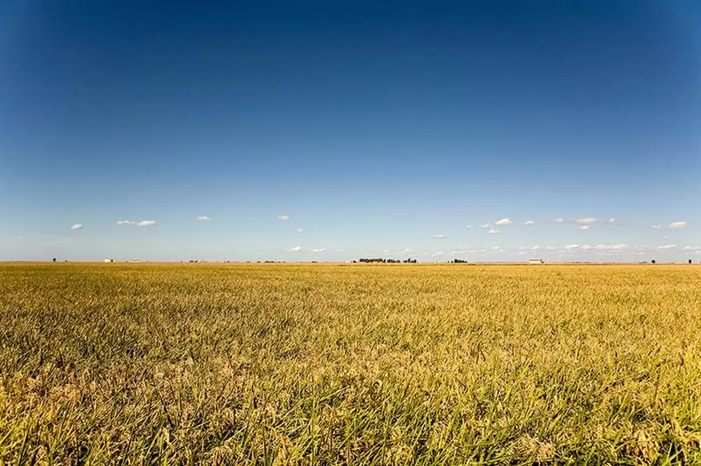マーシュランドの画像