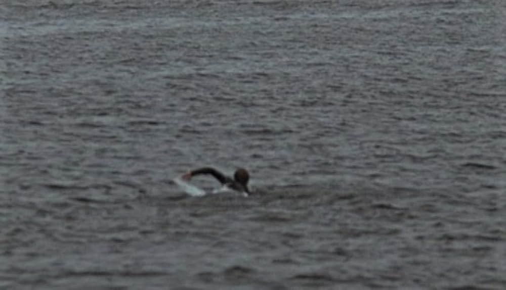 約束のハドソン川の画像