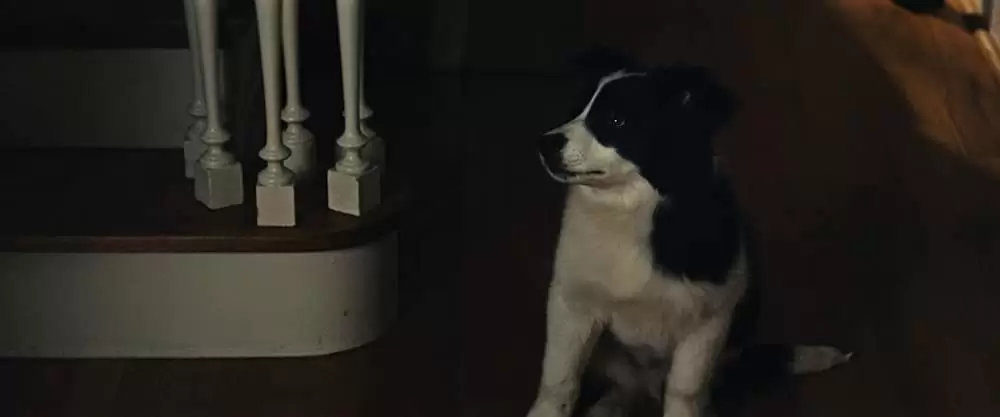 プロディッジーの画像