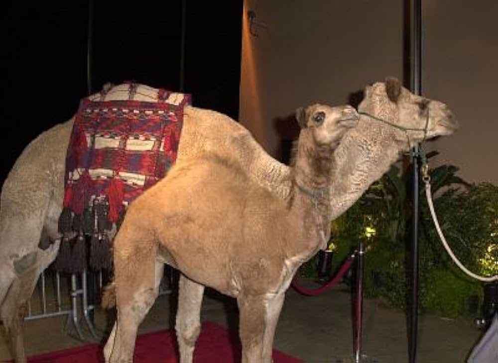 ヨセフ物語－夢の力－の画像